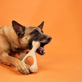 BetterBone HARD Chew Toy BetterBone All Natural Eco-Friendly Dog Chews & Bones